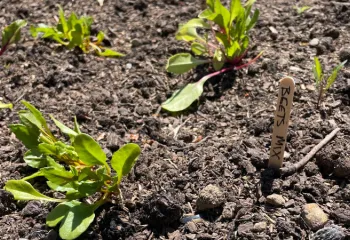 up close image of a vegetable plant growing