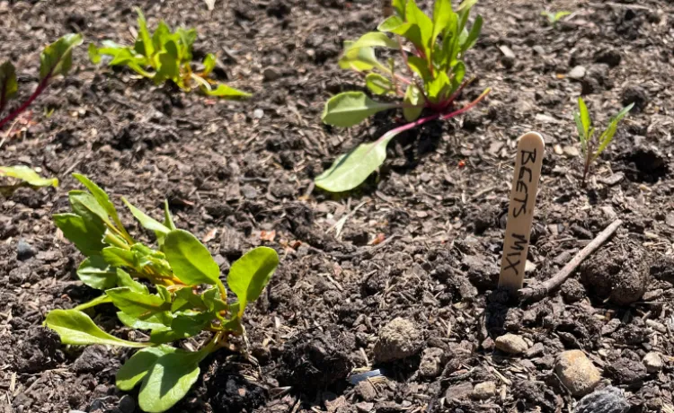 up close image of a vegetable plant growing