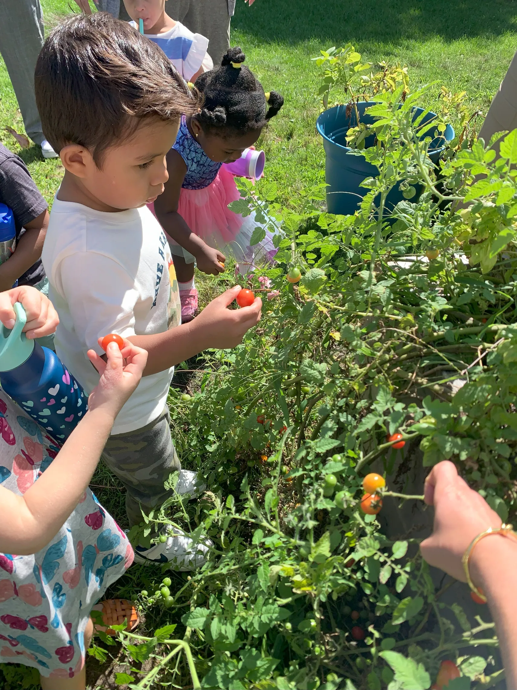 image of little boy picking a tomato from garden